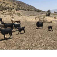 چوپان|استخدام سرایداری و نظافت|شیراز, ارم|دیوار