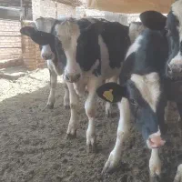 گوساله نر 7 ماهه تلیسه 14 ماهه