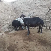میش و بره افشار۲قلو زا|حیوانات مزرعه|کوهدشت, |دیوار