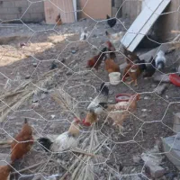 تعدادی نوچه دم تخم و خروس