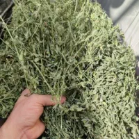 یونجه چین اول خریدارم