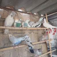 پردمی