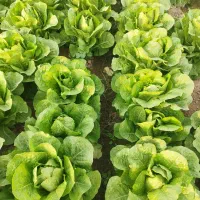 کاهو رسمی ام