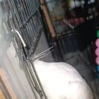 کوتوله و2جفت عروس و ۱۱جفت فنچ و1جفت بنگالی