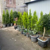 کاج لاوسون و یاس هلندی