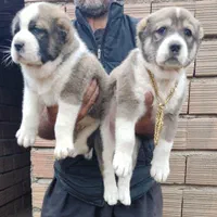 الابای روس اصیل و کائو|سگ|تهران, نیاوران|دیوار