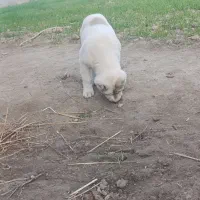 قیمت توافقی|سگ|گنبد کاووس, |دیوار