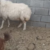 میش چاق