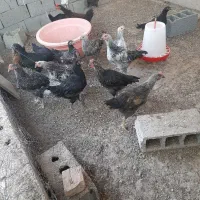انواع جوجه مرغ