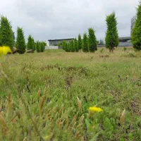 200م زمین جنگلی/انشعابات سر ملک‌.سند تک برگ