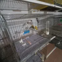 ماده قناری آماده جفت|پرنده|رفسنجان, |دیوار