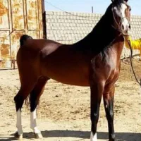 فروش نریون دو سر چاپار شش دانگ
