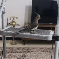 عروس هلندی نر مرغ عشق مینا طوطی برزیلی فنچ|پرنده|کرمانشاه, |دیوار