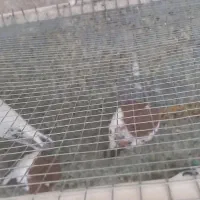 کود کبوتر