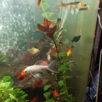 ماهی کوی طوطی