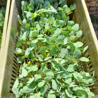 نشاء کلم پیچ