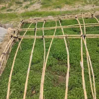 گوجه فرنگی کردی