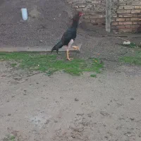 ۲۵۰۰۰۰۰|حیوانات|آق قلا, |دیوار