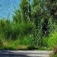 یوکا وآگاو ساده وابلق