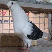کبوتر نوک ریز