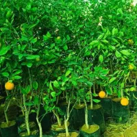 نهال،خاک گلدان،درختچه، مرکبات ،خاک برگ