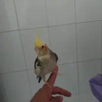 عروس هلندی|پرنده|حمیدیا, |دیوار