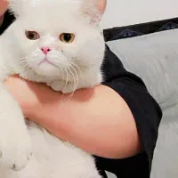 گربه اسکاتیش نرسفیدفروش فوری|گربه|خرم‌آباد, |دیوار
