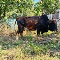 گاو و کل محلی دست پا بلند|حیوانات مزرعه|رحیمآباد, |دیوار