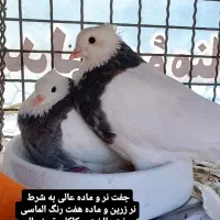 بوم کفتر رنگی طوقی . سرور . تهرونی پرشی . راعبی|پرنده|باغ بهادران, |دیوار