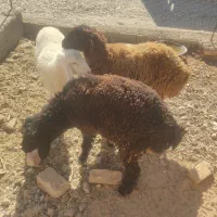 سه عدد بره مال جنس یک نر ودوماده