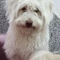 واگذاری سگ شیتزو