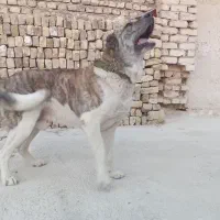 واگذاری سگ نگهبان|سگ|مشهد, شهید شهریاری|دیوار