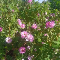 فروش نشائ توت فرنگی نهال میوه پیوندی گلدانی مود