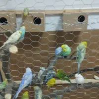 مرغ عشق|پرنده|مریوان, |دیوار