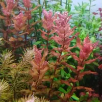 گیاه آکواریوم پلنت و ماهی