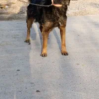 سگ نگهبان  شپرد