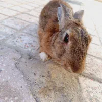 خرگوش|موش و خرگوش|بندرعباس, |دیوار