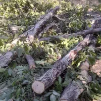 چوب گردو بادام