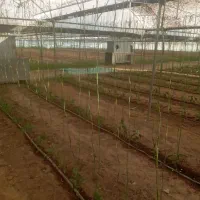 نخبندی گلخانه و پلاستیک کشی در استان کرمان جیرفت|خدمات باغبانی و درختکاری|جیرفت, |دیوار