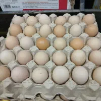 تخم مرغ محلی