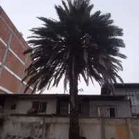 درخت نخل ۲۰ ساله فوق العاده سرحال