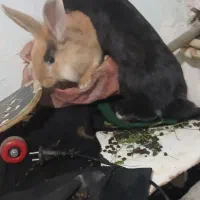 خرگوش  نرو ماده|موش و خرگوش|سنندج, |دیوار