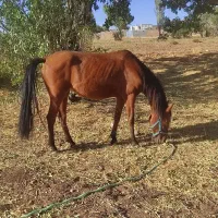 مادیون کرد|اسب و تجهیزات اسبسواری|قیدار, |دیوار