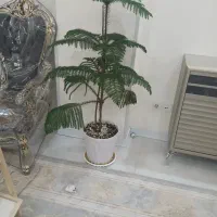گل کاج مطبق