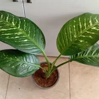 گل دیفن باخیا معاوضه