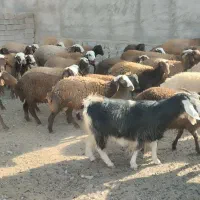 فروش بز|حیوانات مزرعه|شاهیوند, |دیوار