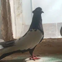 سلام دوستان فروش کبوتر  سینلی نر