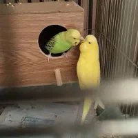 مرغ عشق فروش