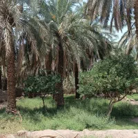 باغ خرما|فروش دفتر صنعتی، کشاورزی، تجاری|بم, |دیوار