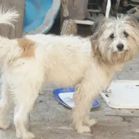 سگ شیتزو تریر نر